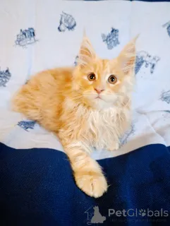 Дополнительные фото: Шикарные котята мальчики