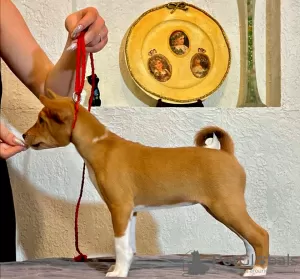 Дополнительные фото: Щенки Басенджи. Африканская не лающая собака.