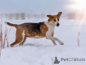 Дополнительные фото: Зара, обворожительная, статная гончая ищет дом