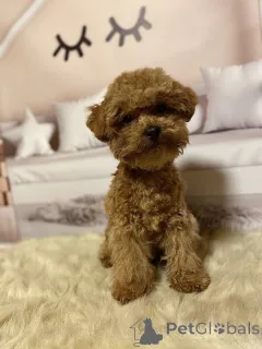 Дополнительные фото: Мальтипу мальчики