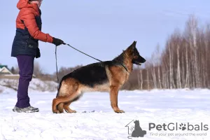 Дополнительные фото: Щенки немецкой овчарки