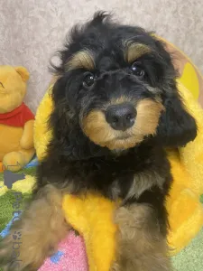 Дополнительные фото: Щенок