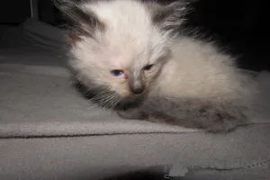 Дополнительные фото: RagDolls для продажи