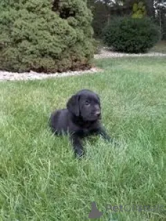 Фото №2 к объявлению №163948 о продаже лабрадор-ретривера - купить в Нидерландах частное объявление, заводчик