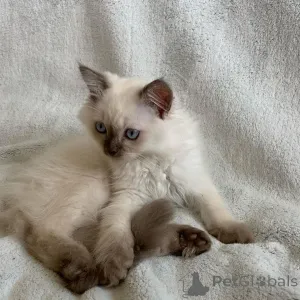 Дополнительные фото: Котята Рагамаффин уже в наличии