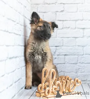 Фото №3. Мишель - активный медвежонок в добрые заботливые руки!.  Россия