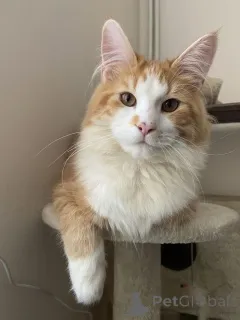 Фото №2 к объявлению №157338 о продаже мейн-кун - купить в Германии из приюта, заводчик