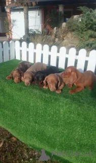 Фото №1. такса - купить в Хемнитц за 69575₽. Объявление №160468