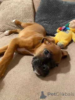 Фото №2 к объявлению №159420 о продаже немецкого боксёра - купить в Бельгии частное объявление