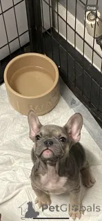 Дополнительные фото: Высококлассные щенки французского бульдога