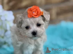 Фото №1. мальтипу - купить в Бремен за 83490₽. Объявление №150187