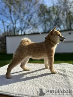 Фото №1. сиба-ину - купить в Белграде за 20293₽. Объявление №81502