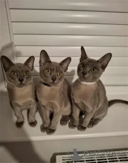 Фото №1. бурма - купить в Unessom за 32468₽. Объявление №154587