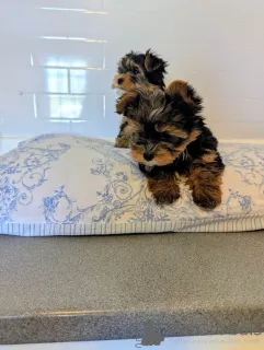 Фото №2 к объявлению №167330 о продаже йоркширского терьера - купить в Филиппинах частное объявление