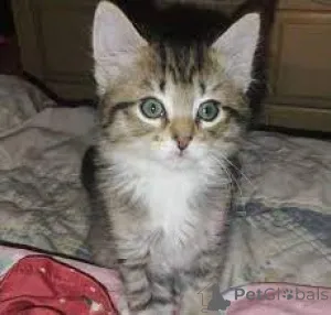 Фото №3. Ägyptische Mau-Kätzchen zu verkaufen. Франция