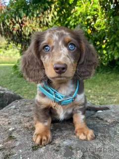 Фото №1. такса - купить в Альпбах за Бесплатно. Объявление №167171