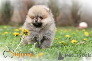 Дополнительные фото: Померанский миниатюрный шпиц