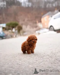 Фото №1. пудель (той) - купить в Берлине за 46384₽. Объявление №137175