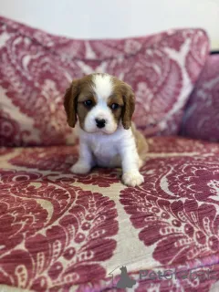 Фото №1. беспородная - купить в Destin за 27598₽. Объявление №139946