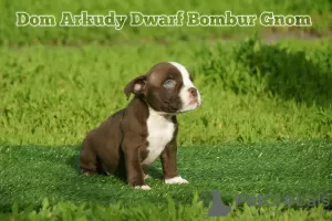 Дополнительные фото: American Bully