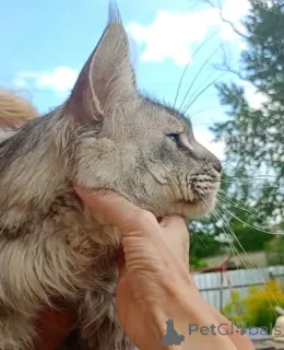 Фото №4. Продам мейн-куна в Рославль из питомника - цена 74214₽