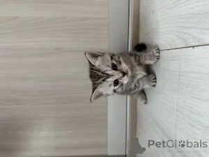 Дополнительные фото: Шотландские котята