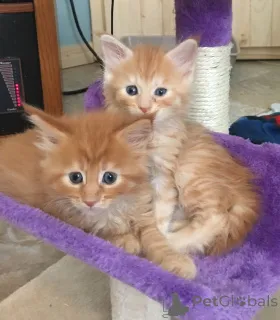 Фото №1. мейн-кун - купить в Аллен за 37107₽. Объявление №157780