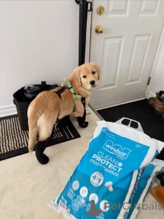 Фото №3. Щенки золотистого ретривера преданные, нежные и дружелюбные к семье.  Бельгия