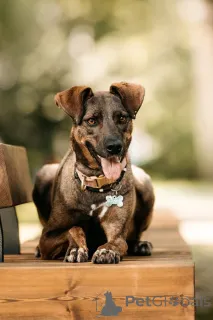 Фото №2 к объявлению №150156 о продаже беспородную - купить в России 