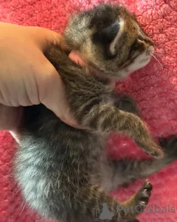 Фото №1. бенгальская - купить в Мюнхене за 36179₽. Объявление №150610