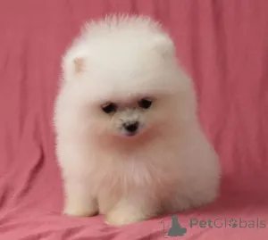 Фото №3. Мини девочка померанского шпица.  Украина