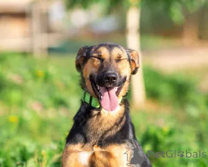 Дополнительные фото: Активная красавица Ива ищет любящую семью!