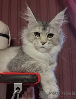 Фото №4. Продам мейн-куна в Четыре частное объявление - цена договорная