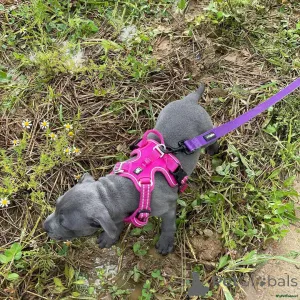 Фото №3. Staffordshire Bull Terrier mix puppies..whatsapp me at 44 7453 907158.  Великобритания