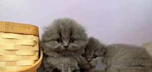 Фото №3. Wunderschöne reinrassige Scottish Fold Langhaar-Kätzchen. Германия