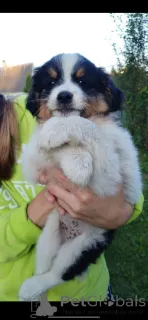 Фото №1. австралийская овчарка - купить в Минске за 1449₽. Объявление №146133