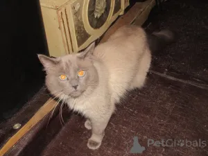 Фото №3. RagDolls для продажи. США