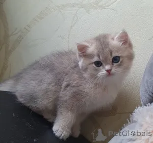 Фото №4. Продам британскую длинношёрстную в Серпухов заводчик - цена 100000₽