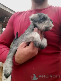 Дополнительные фото: Цвергшнауцеры