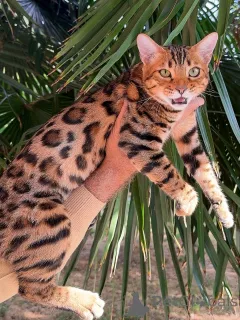 Дополнительные фото: Грива, как у льва, сердце, как у плюшевого Джаспера, царит любовь.