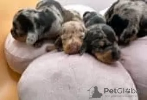 Фото №3. Dachshund щенки для продажи.  Финляндия