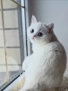 Фото №3. Встречайте шотландского вислоухого котенка, в которого влюбляются все. Германия