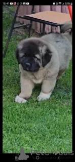 Дополнительные фото: Кавказская немецкая овчарка, щенки