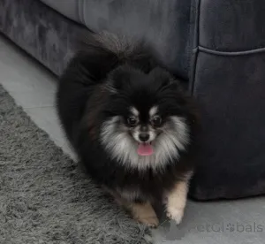 Фото №1. померанский шпиц - купить в Колоне за 37107₽. Объявление №166597