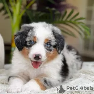 Дополнительные фото: Bezaubernde Australian Shepherd-Welpen zu verkaufen