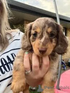 Фото №3. Dackelwelpen zu verkaufen.  Бельгия