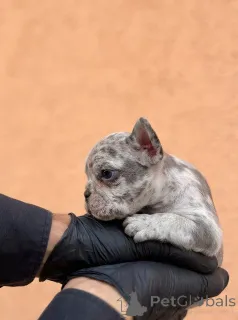 Дополнительные фото: Экзотические щенки французского бульдога Балканского качества ВЫСШЕГО качества.