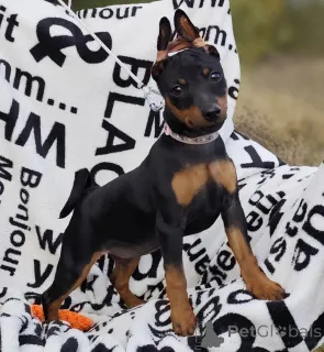 Дополнительные фото: Щенки цвергпинчера