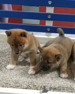 Фото №1. сиба-ину - купить в Гамбург за 51022₽. Объявление №160412