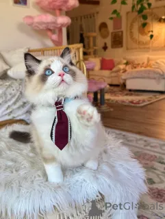 Фото №2 к объявлению №155564 о продаже рэгдолл - купить в Австрии частное объявление